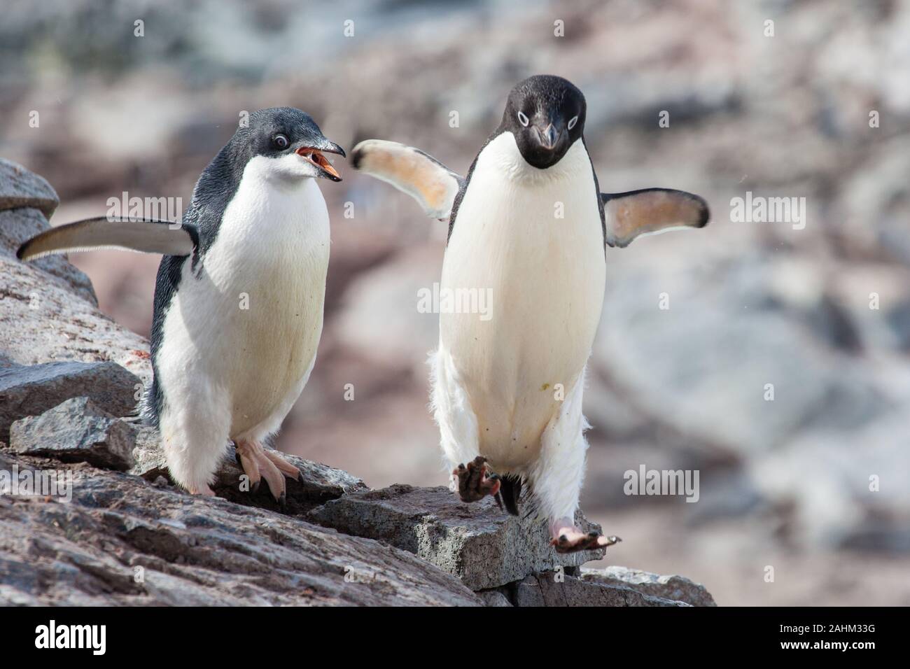 Adele Penguin in Antarctica Stock Photo