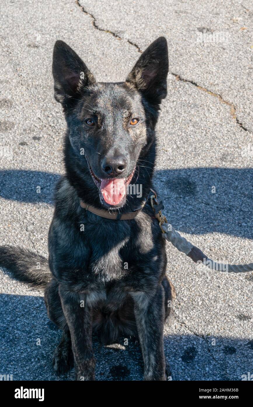 German Shepherd dog. (Scientific name Canis lupus familiaris Stock