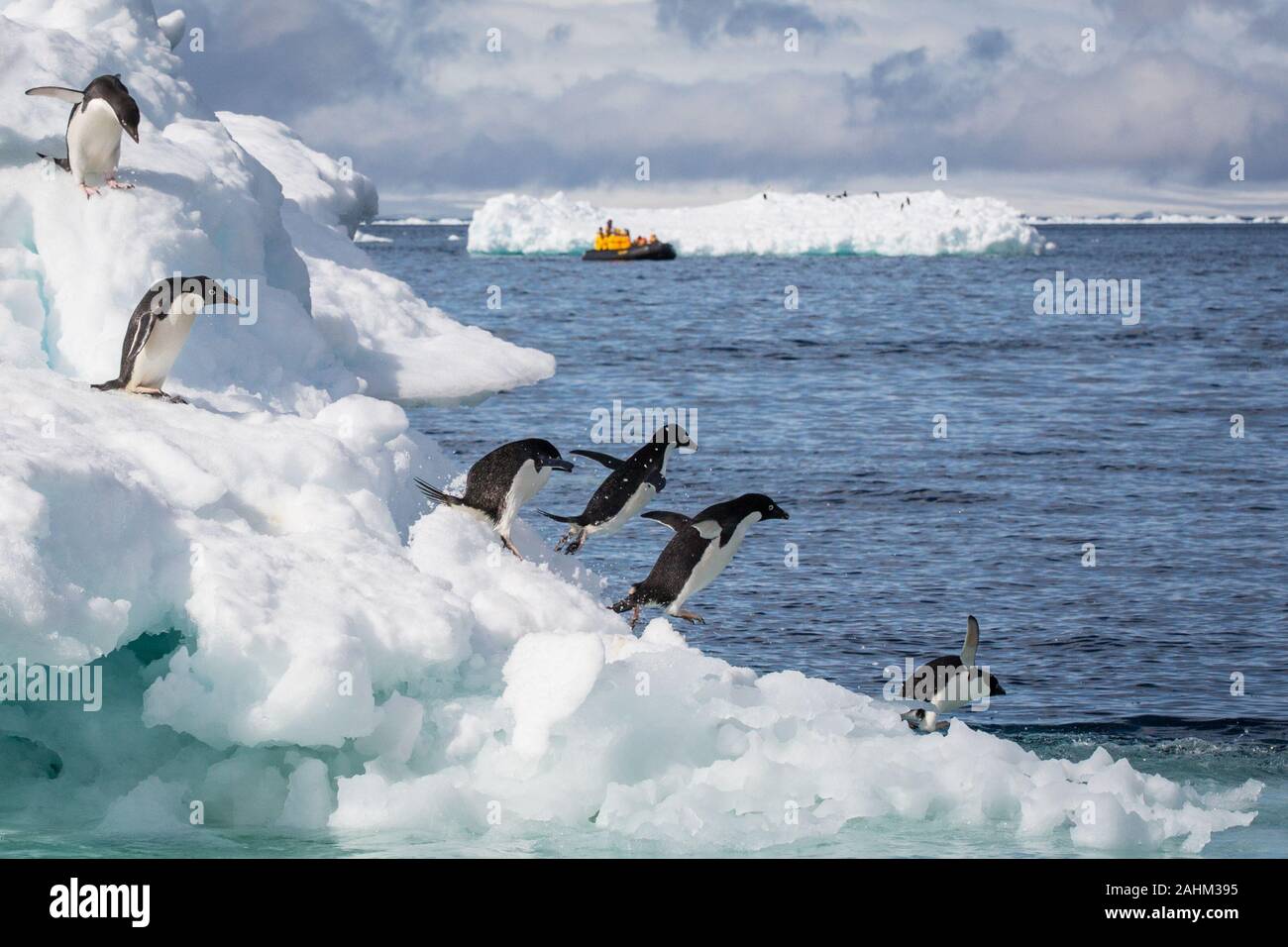 Adele Penguin in Antarctica Stock Photo