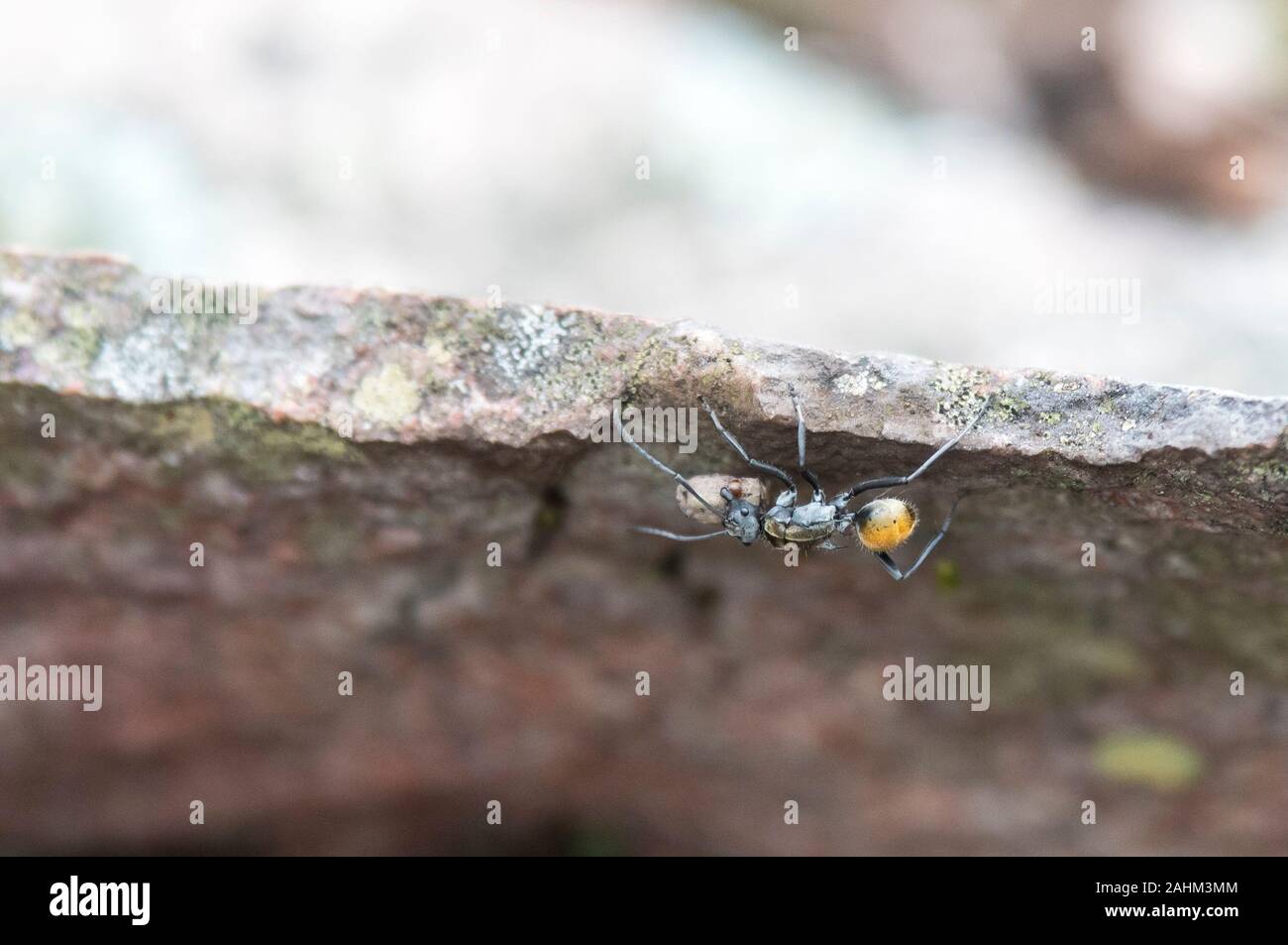 Ant rock hi-res stock photography and images - Alamy