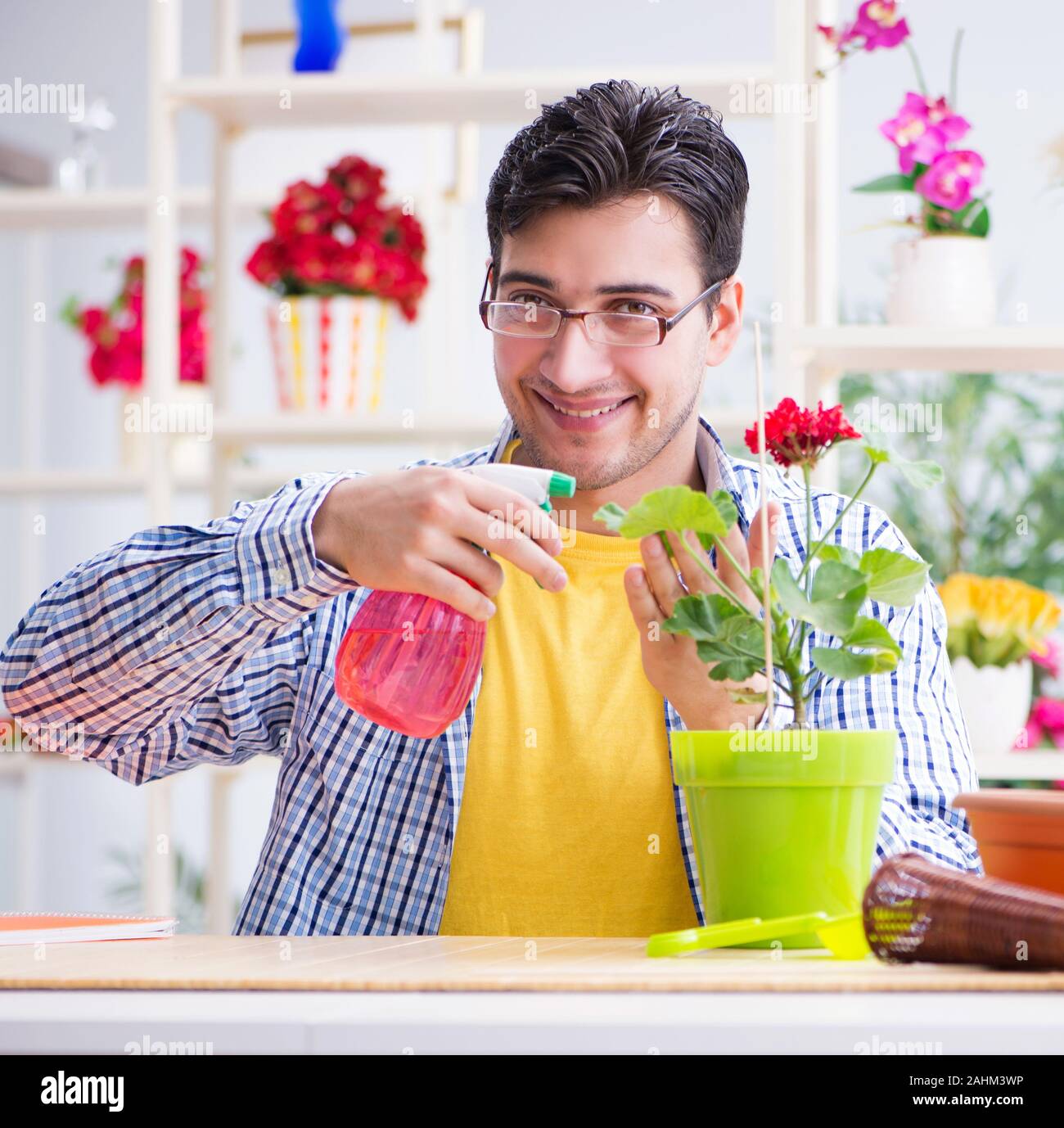The gardener florist working in a flower shop with house plants Stock