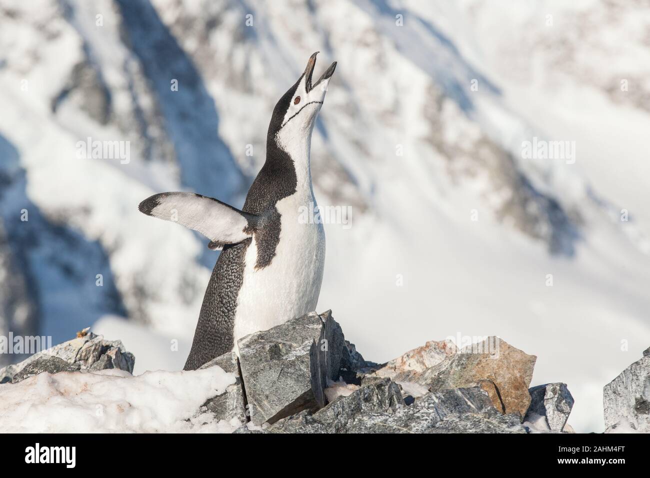 Chinstrap penguin in Antarctica Stock Photo