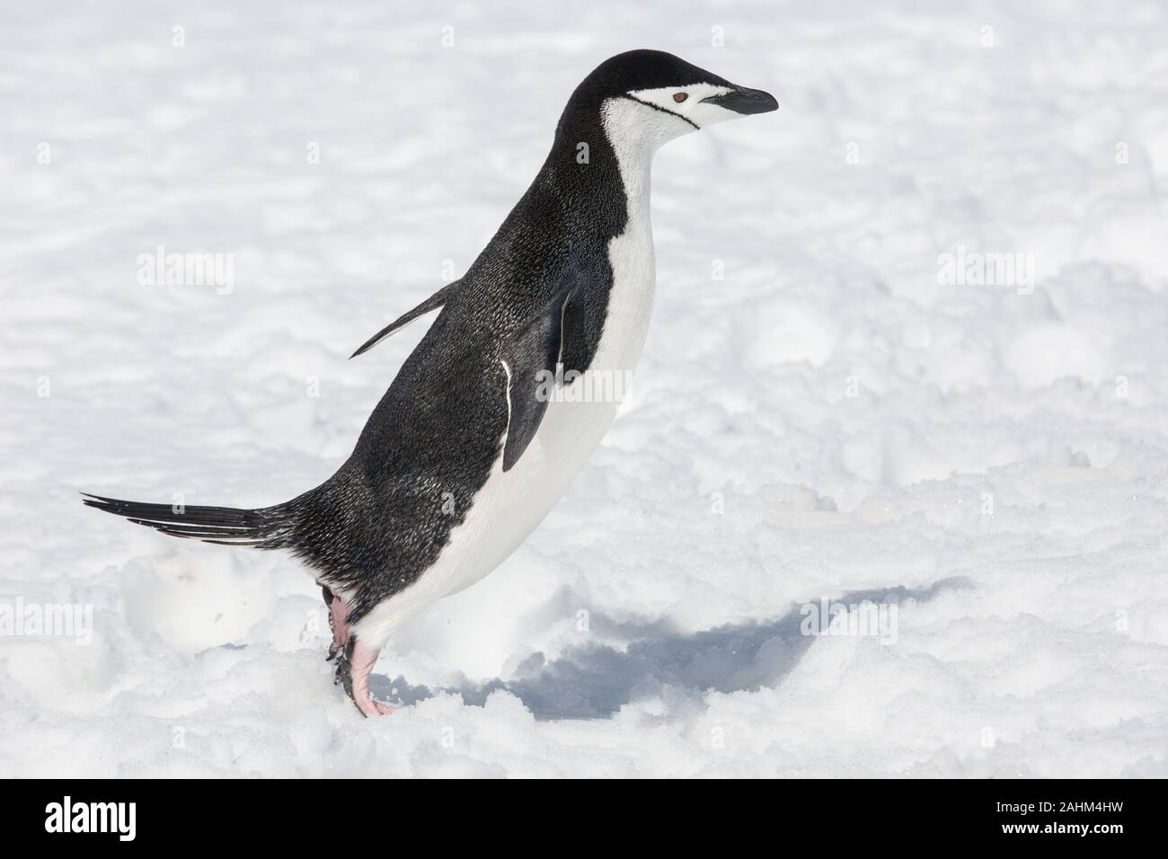Chinstrap penguin in Antarctica Stock Photo
