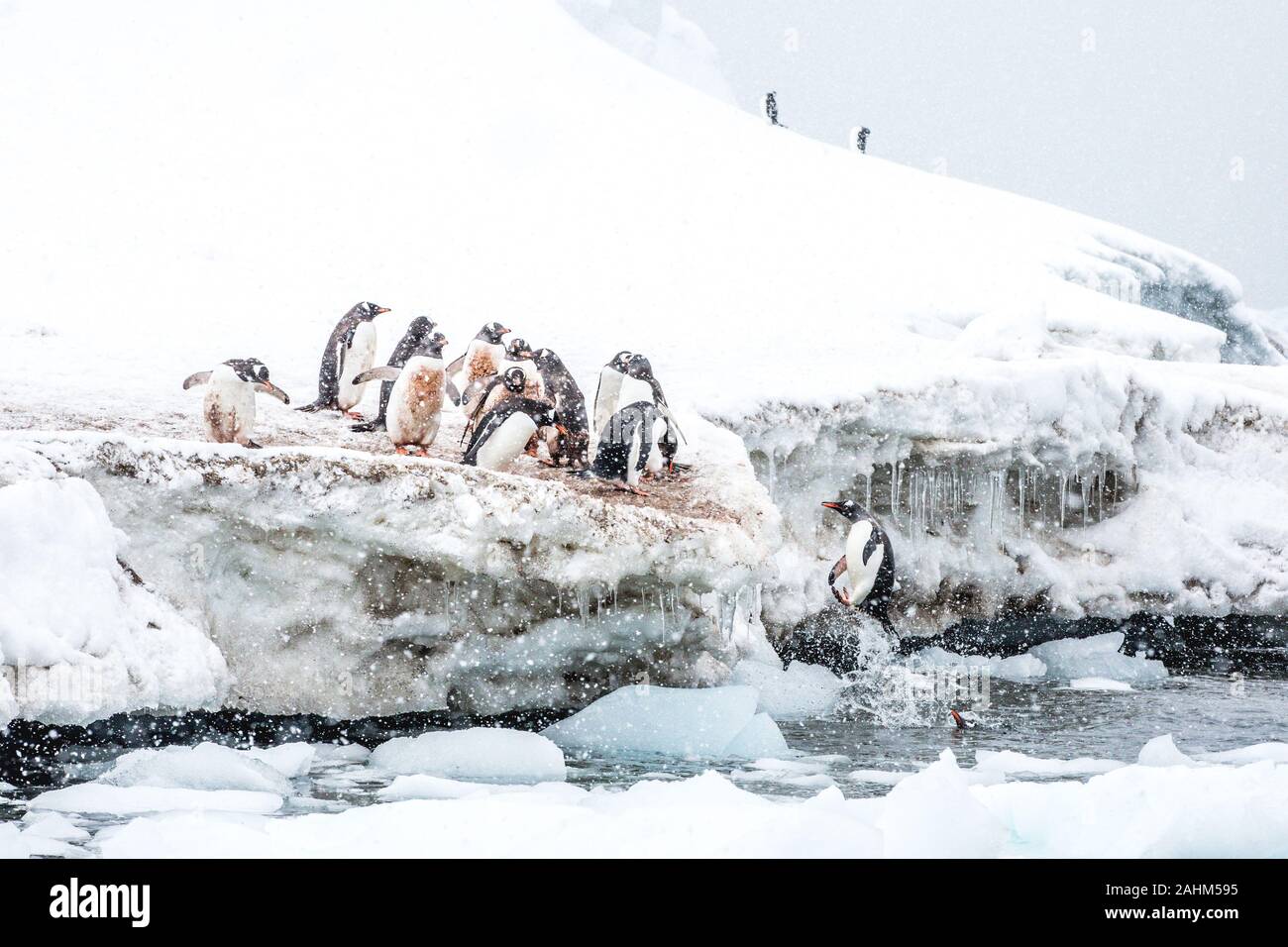 Gentoo penguin in Antarctica Stock Photo