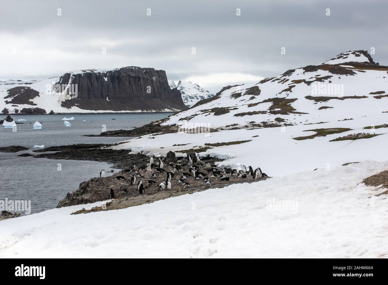 Gentoo penguins at Aitcho Island, South Shetland Islands, Antarctica Stock Photo