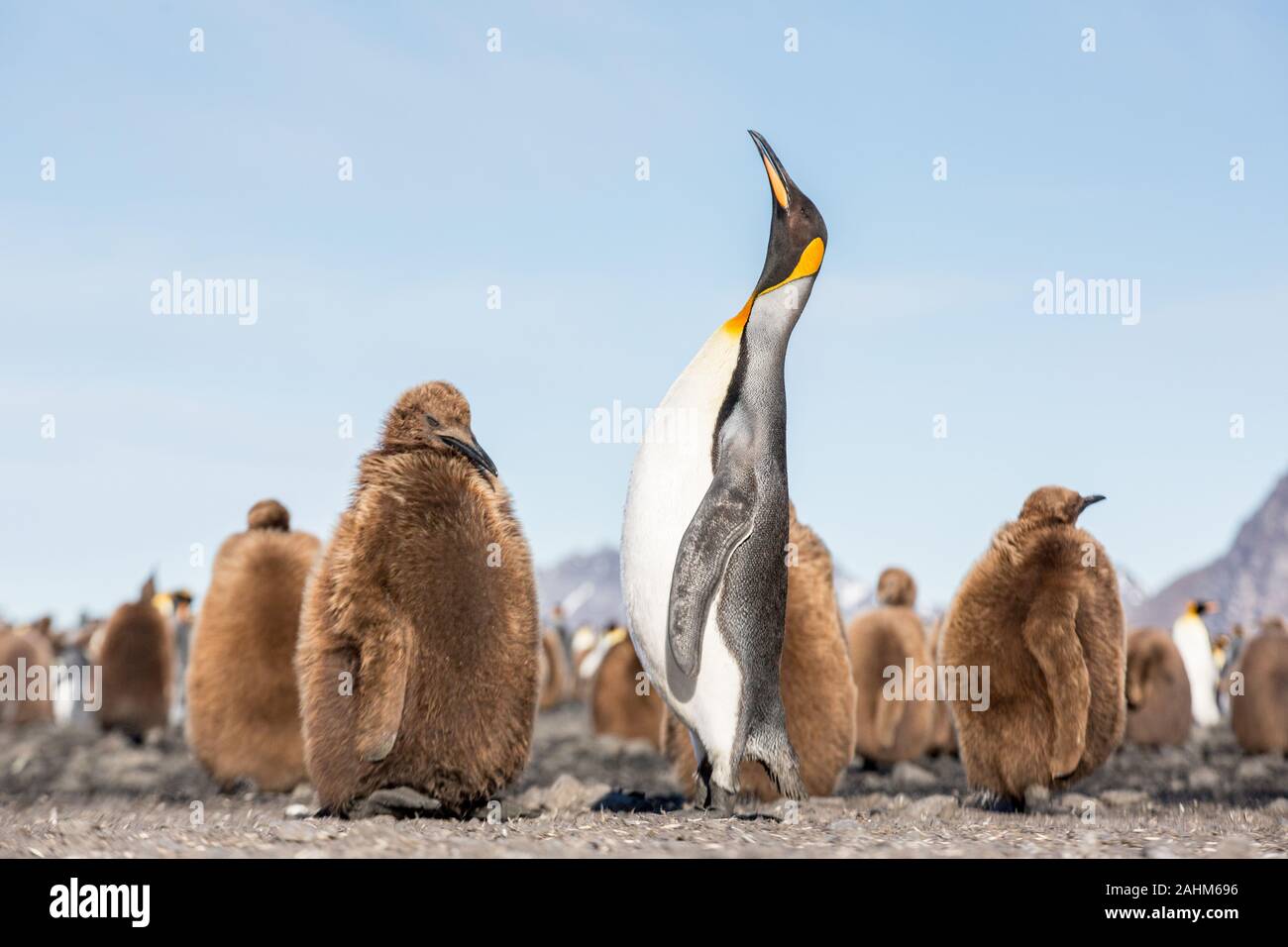 King Penguin and chicks in South Georgia, Antarctica Stock Photo