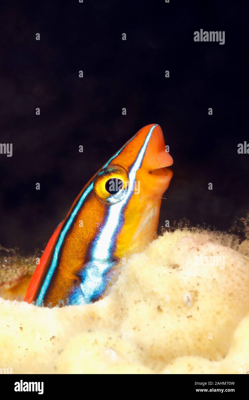Bluestriped fangblenny, Plagiotremus rhinorhynchos, peering out of a hole in the reef. Tulamben, Bali, Indonesia. Bali Sea, Indian Ocean Stock Photo