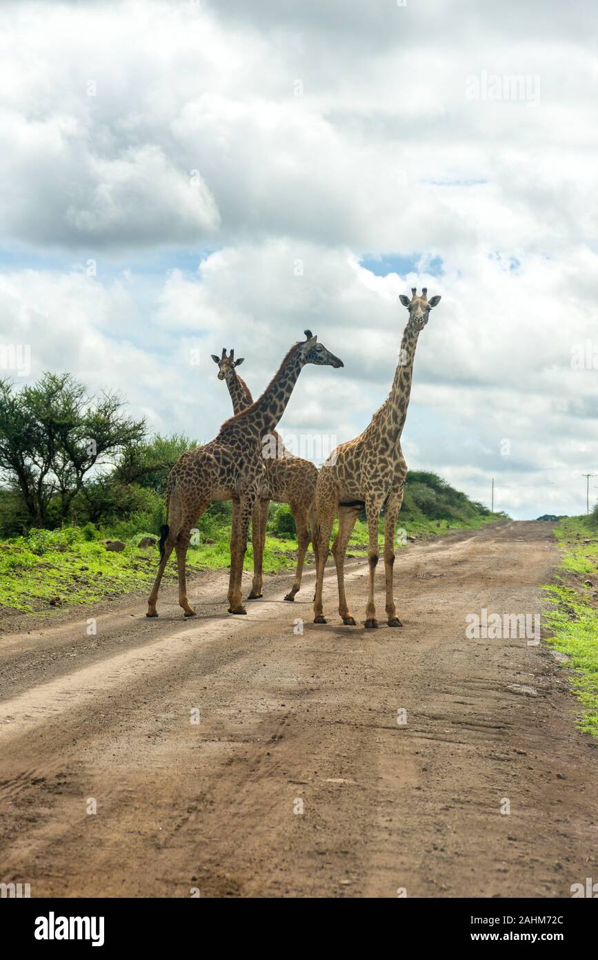 Three Masai giraffe (Giraffa camelopardalis tippelskirchii) standing in road, Amboseli, Kenya Stock Photo