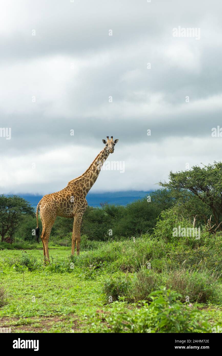 Masai giraffe (Giraffa camelopardalis tippelskirchii) standing in grassland, Amboseli, Kenya Stock Photo