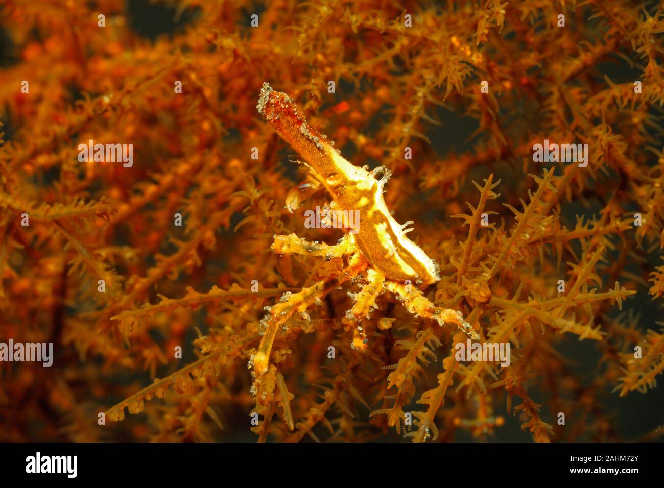 Conical Spider Crab, Xenocarcinus conicus living on Black Coral. Tulamben, Bali, Indonesia. Bali Sea, Indian Ocean Stock Photo