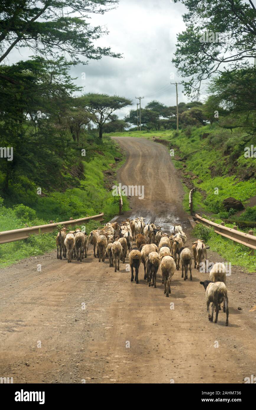 Animals goats sheep livestock hires stock photography and images Alamy