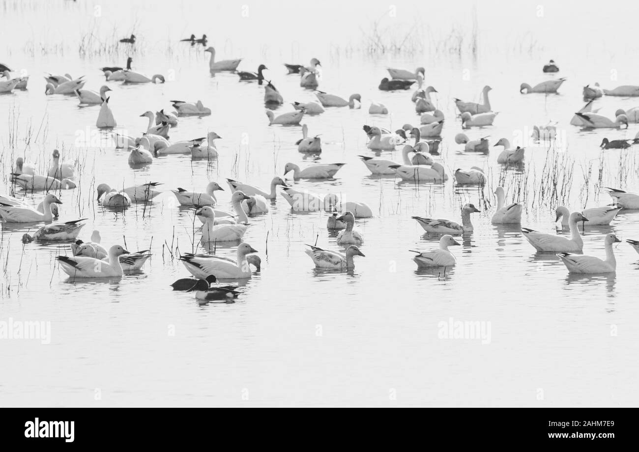 Migratory Snow Goose Stock Photo