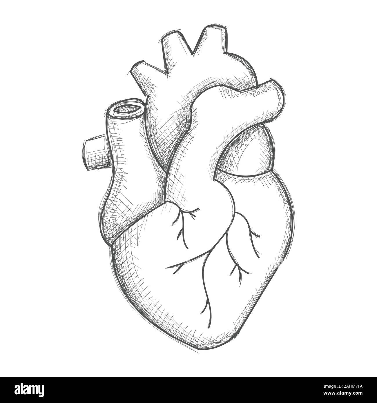 Hand drawn human heart sketch isolated on white Stock Vector Image ...