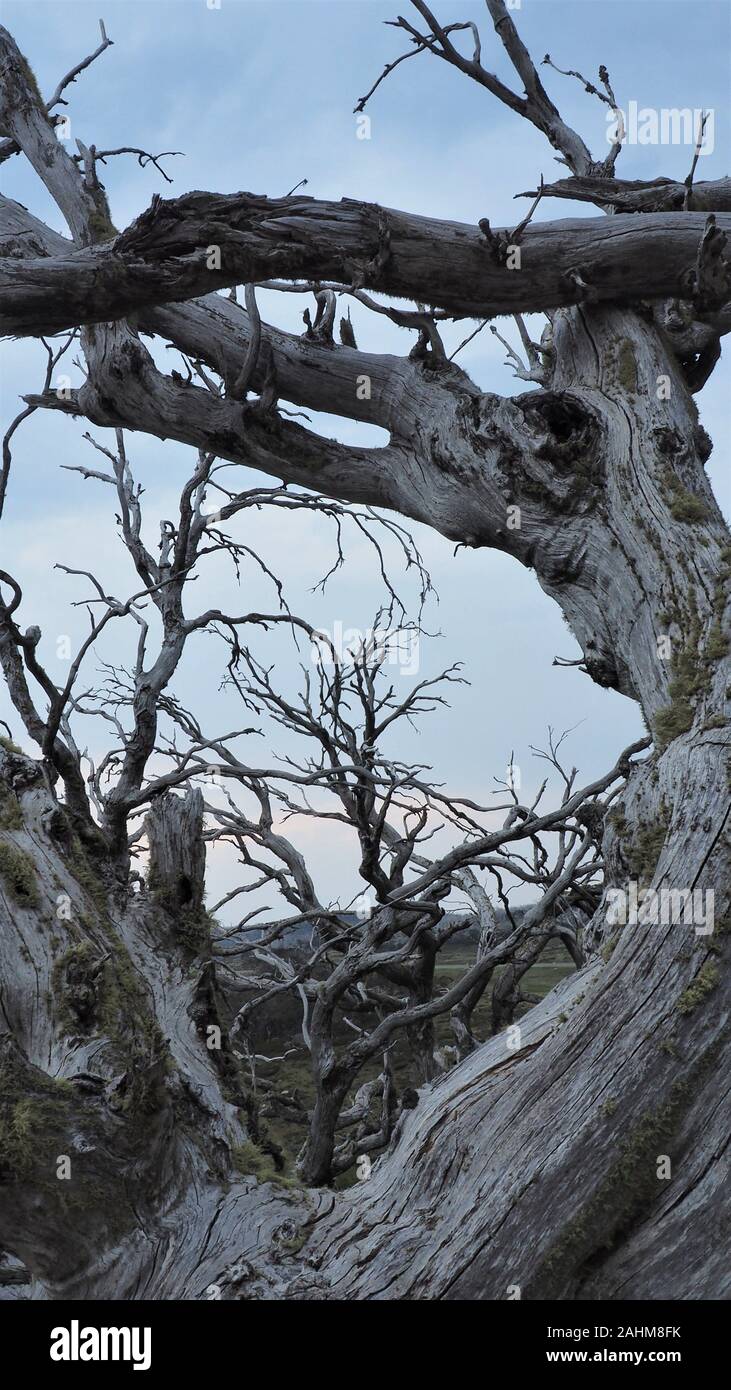 Dead trees in Kosciuszko National Park Stock Photo Alamy