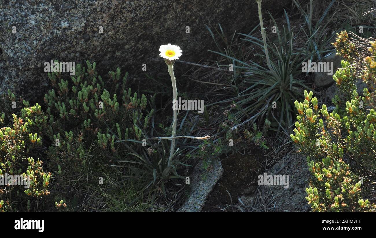 An Alpine everlasting daisy, Leucochrysum albicans, in front of a dark ...