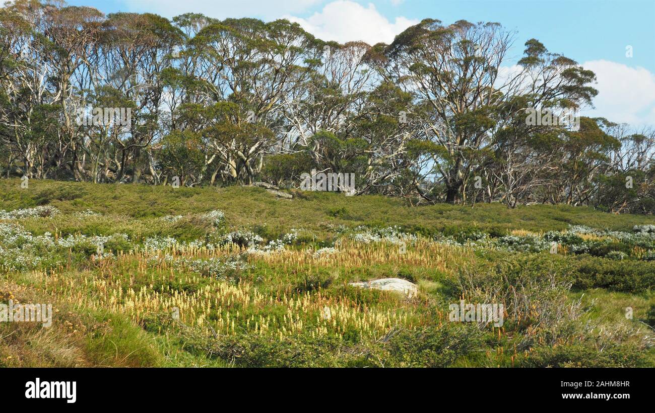 Summer growth in the alpine region of Kosciuszko National Park, Australia Stock Photo