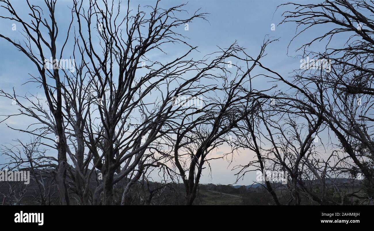 Dead trees in Kosciuszko National Park Stock Photo Alamy