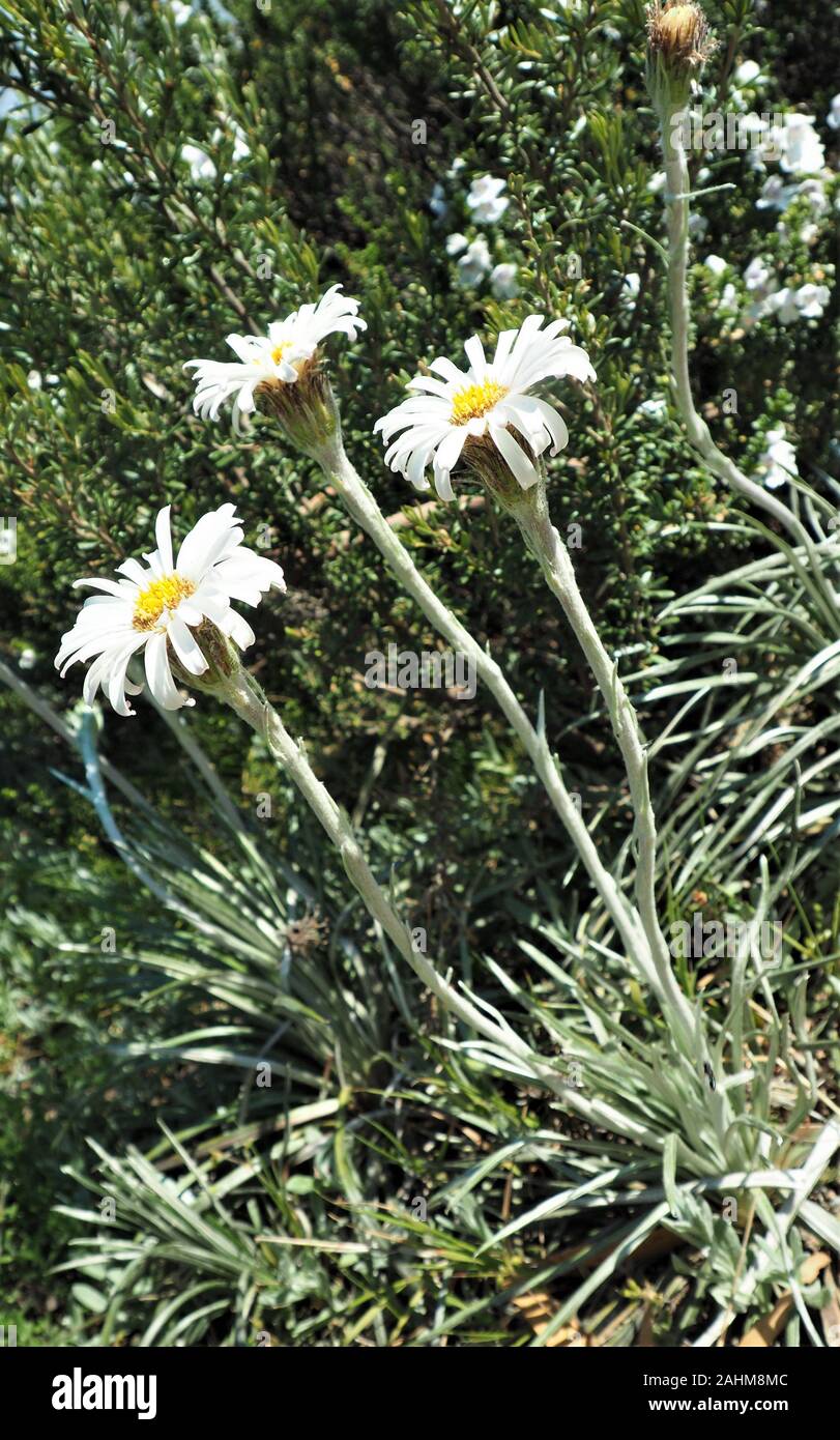 3 daisies in flower and one spent hi-res stock photography and images ...