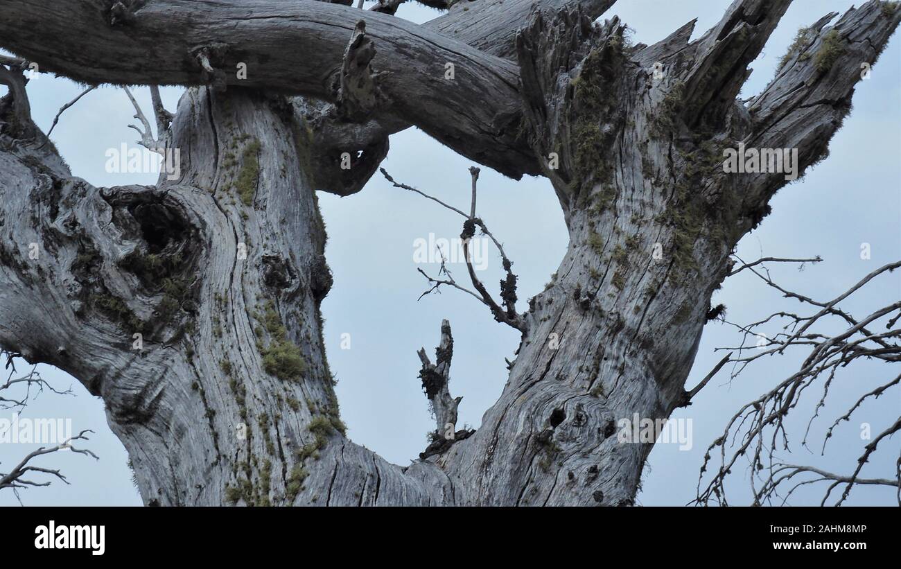 Dead trees in Kosciuszko National Park Stock Photo Alamy