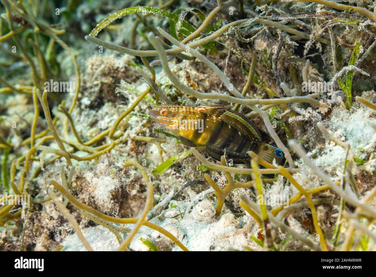 Amblygobius phalaena, the Sleeper Banded goby,white-barred goby, is a species of goby native to tropical reefs of the western Pacific Ocean Stock Photo