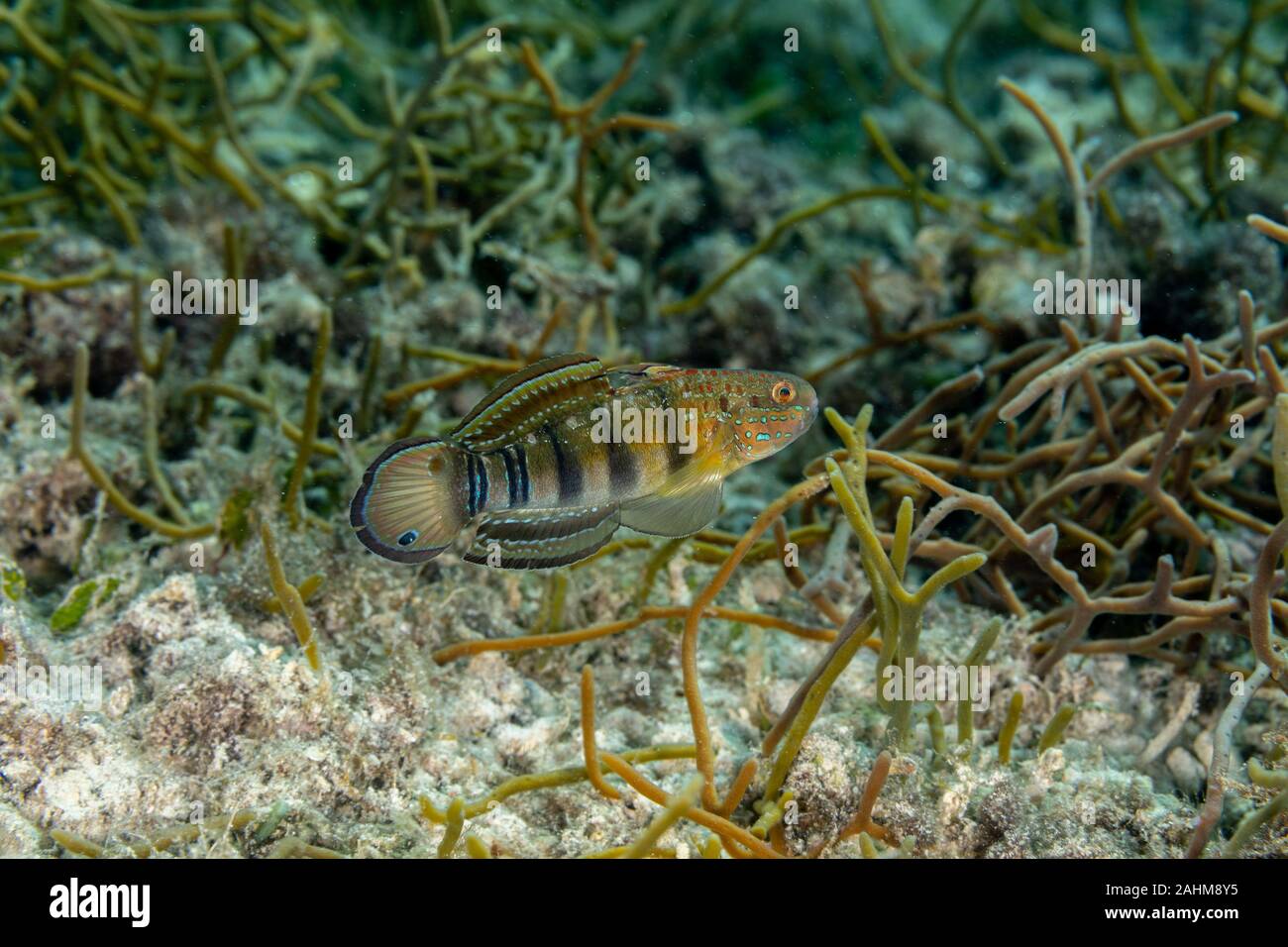 Amblygobius phalaena, the Sleeper Banded goby,white-barred goby, is a species of goby native to tropical reefs of the western Pacific Ocean Stock Photo
