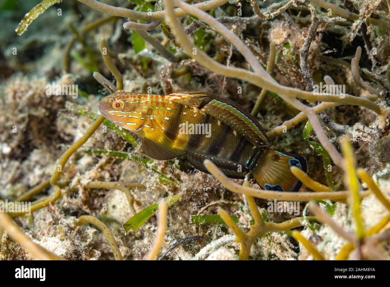 Amblygobius phalaena, the Sleeper Banded goby,white-barred goby, is a species of goby native to tropical reefs of the western Pacific Ocean Stock Photo