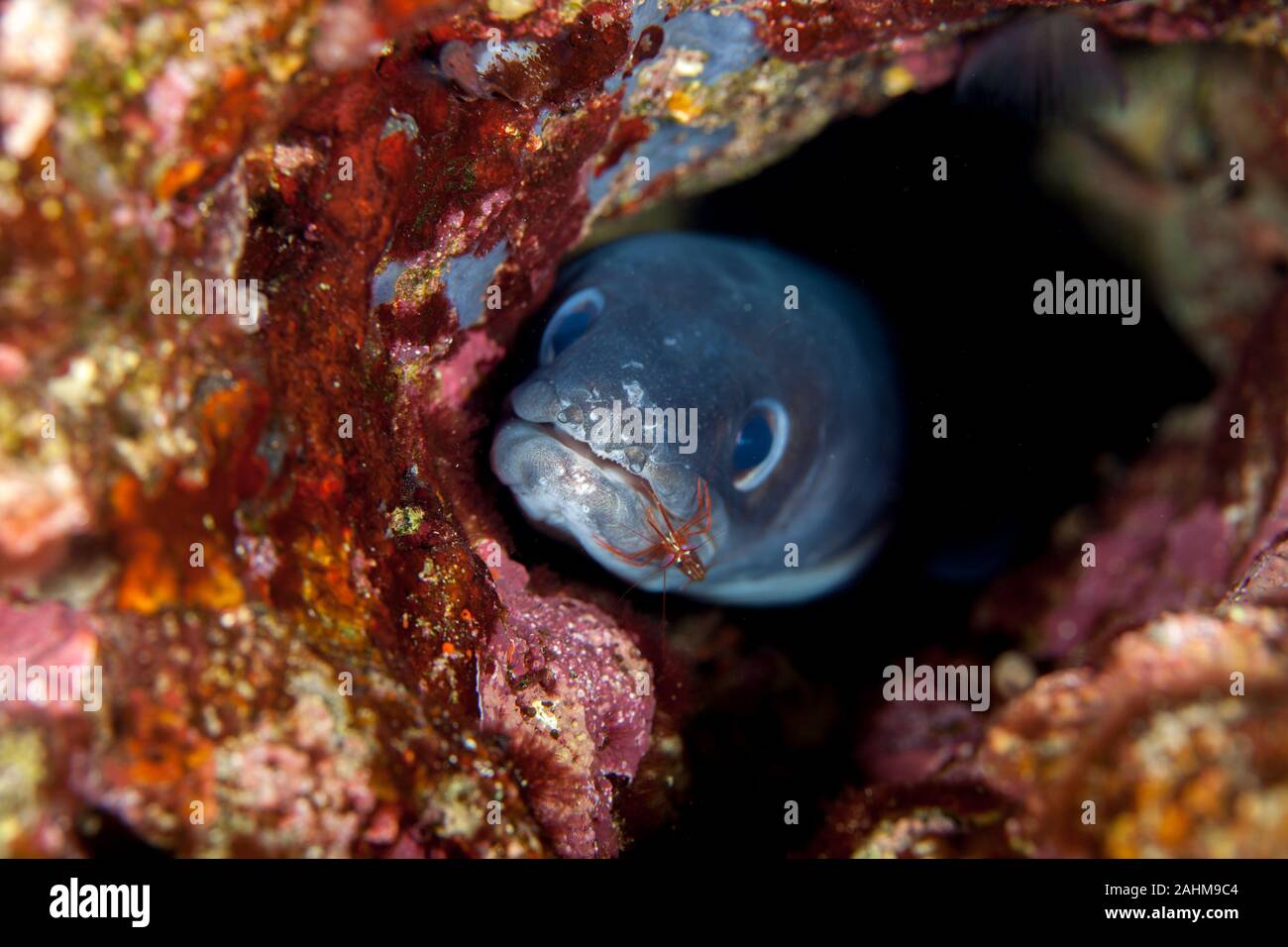 Conger eel, Conger cinereus Stock Photo