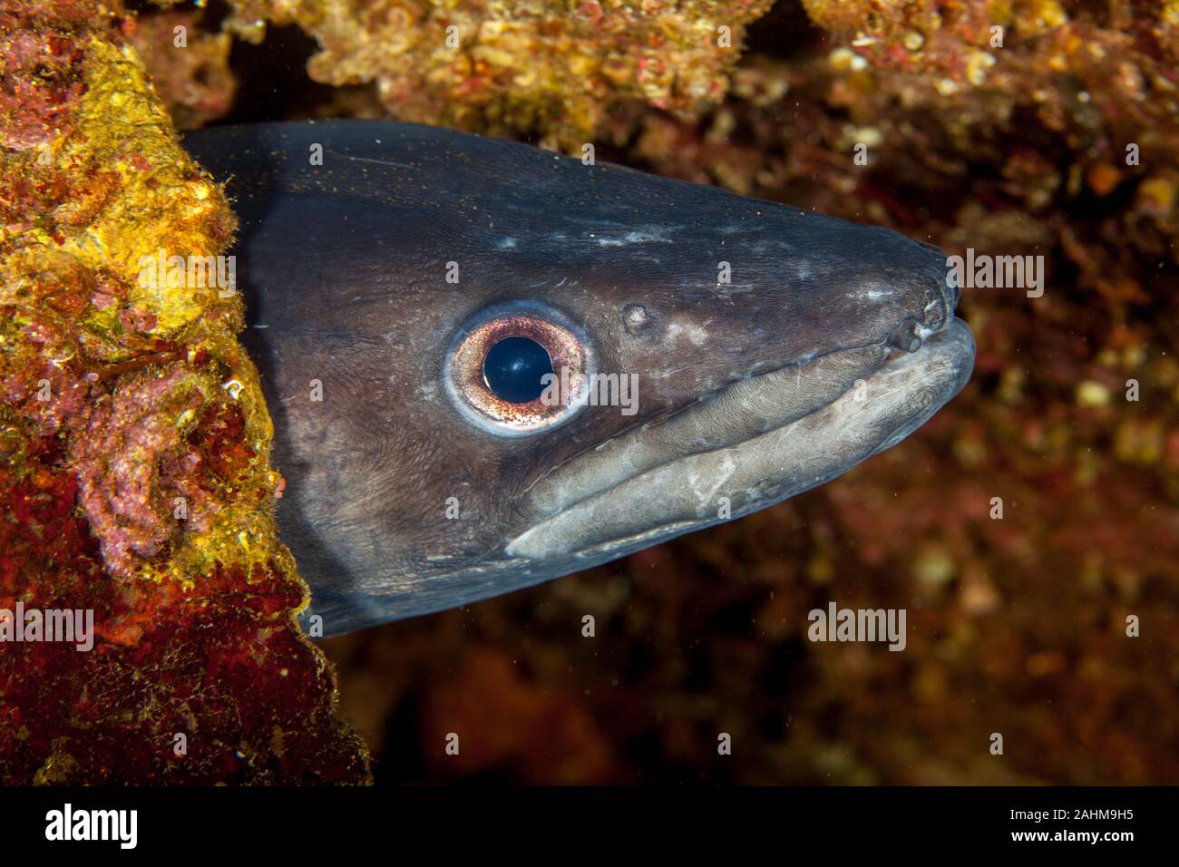 Conger eel, Conger cinereus Stock Photo