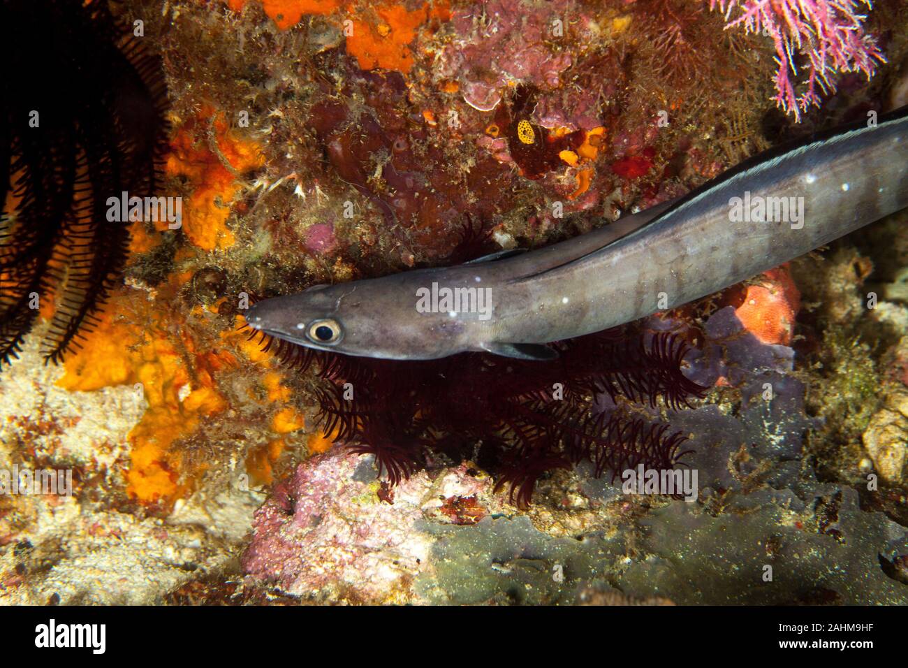 Conger eel, Conger cinereus Stock Photo