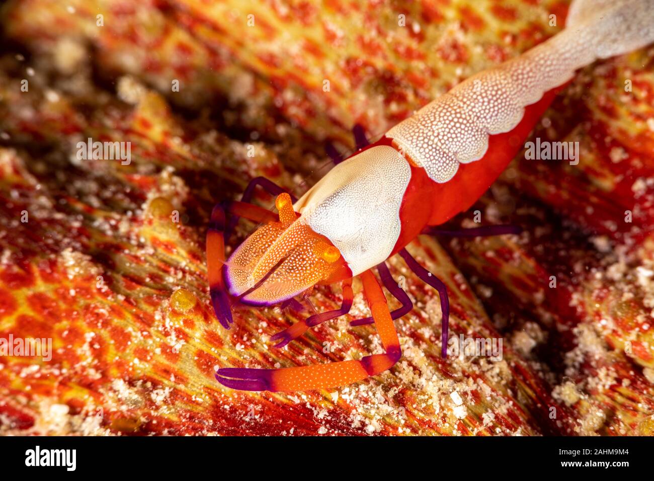 Emperor shrimp, Periclimenes imperator, is a organism of shrimp with a wide distribution across the Indo-Pacific Stock Photo