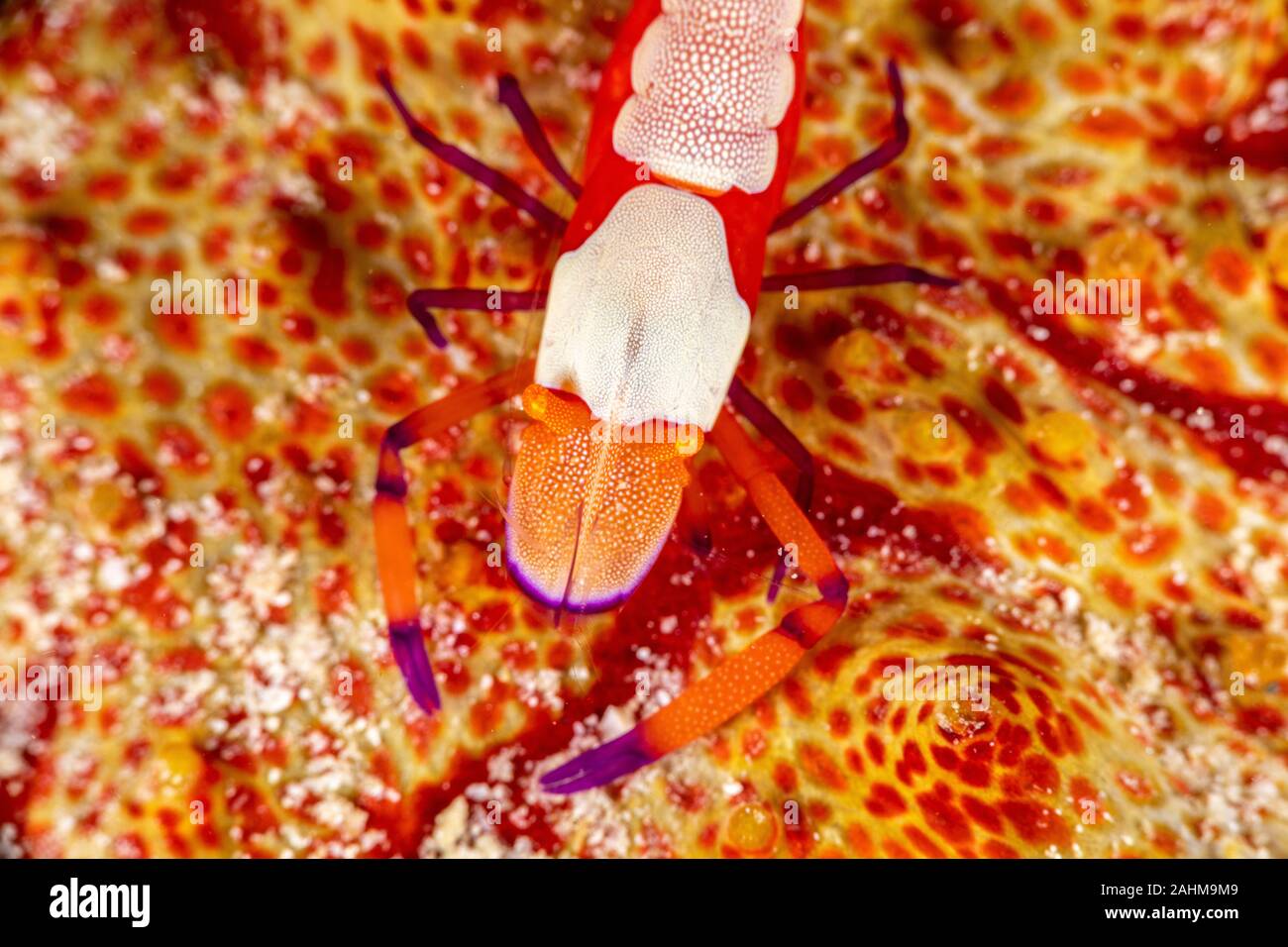 Emperor shrimp, Periclimenes imperator, is a organism of shrimp with a wide distribution across the Indo-Pacific Stock Photo