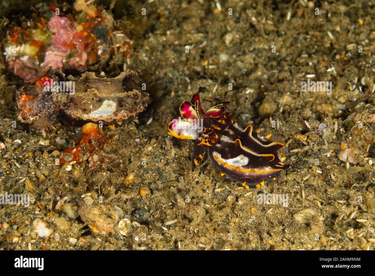Flamboyant Cuttlefish, Metasepia pfefferi, is a species of cuttlefish ...