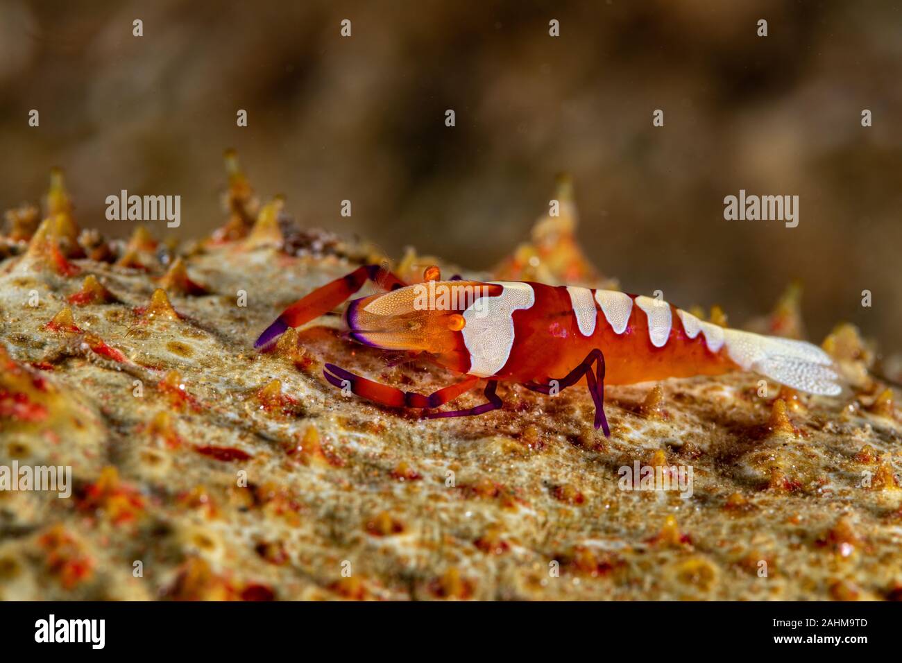 Emperor shrimp, Periclimenes imperator, is a organism of shrimp with a wide distribution across the Indo-Pacific Stock Photo