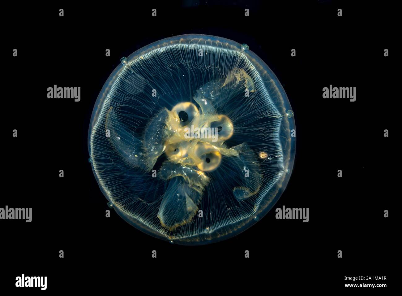 Common jellyfish, moon jellyfish, moon jelly or saucer jelly, Aurelia aurita, is a widely studied species of the genus Aurelia Stock Photo