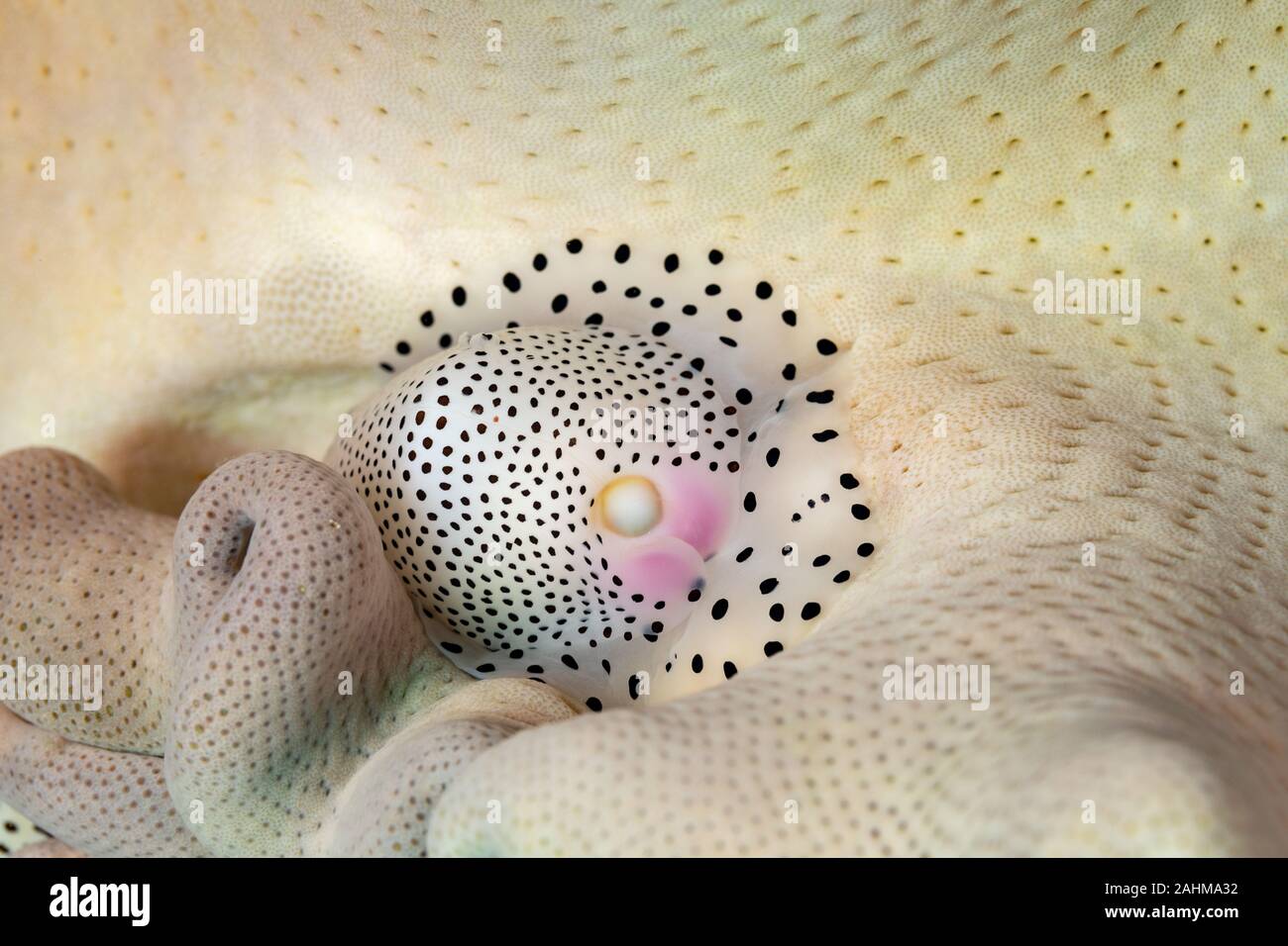 Umbilical Egg Shell or Warty/Little Egg Cowry, Calpurnus verrucosus, is a species of sea snail, a cowry, a marine gastropod mollusk in the family Ovul Stock Photo