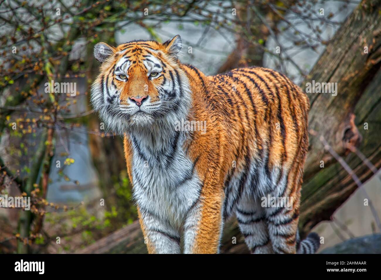Portrait of male Bengal tiger Stock Photo