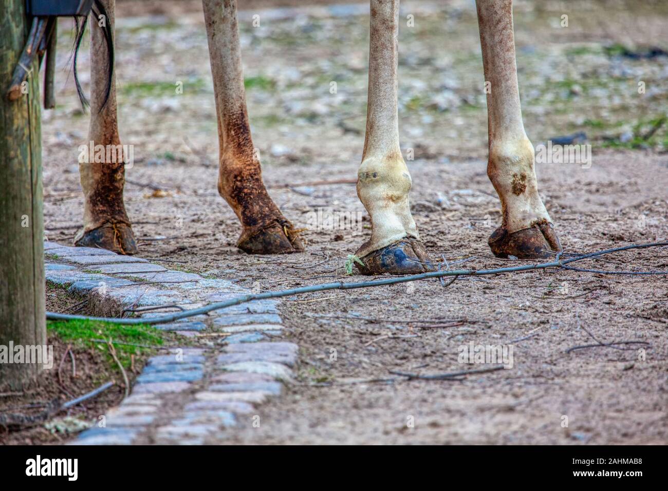 four giraffe hooves on the ground Stock Photo Alamy