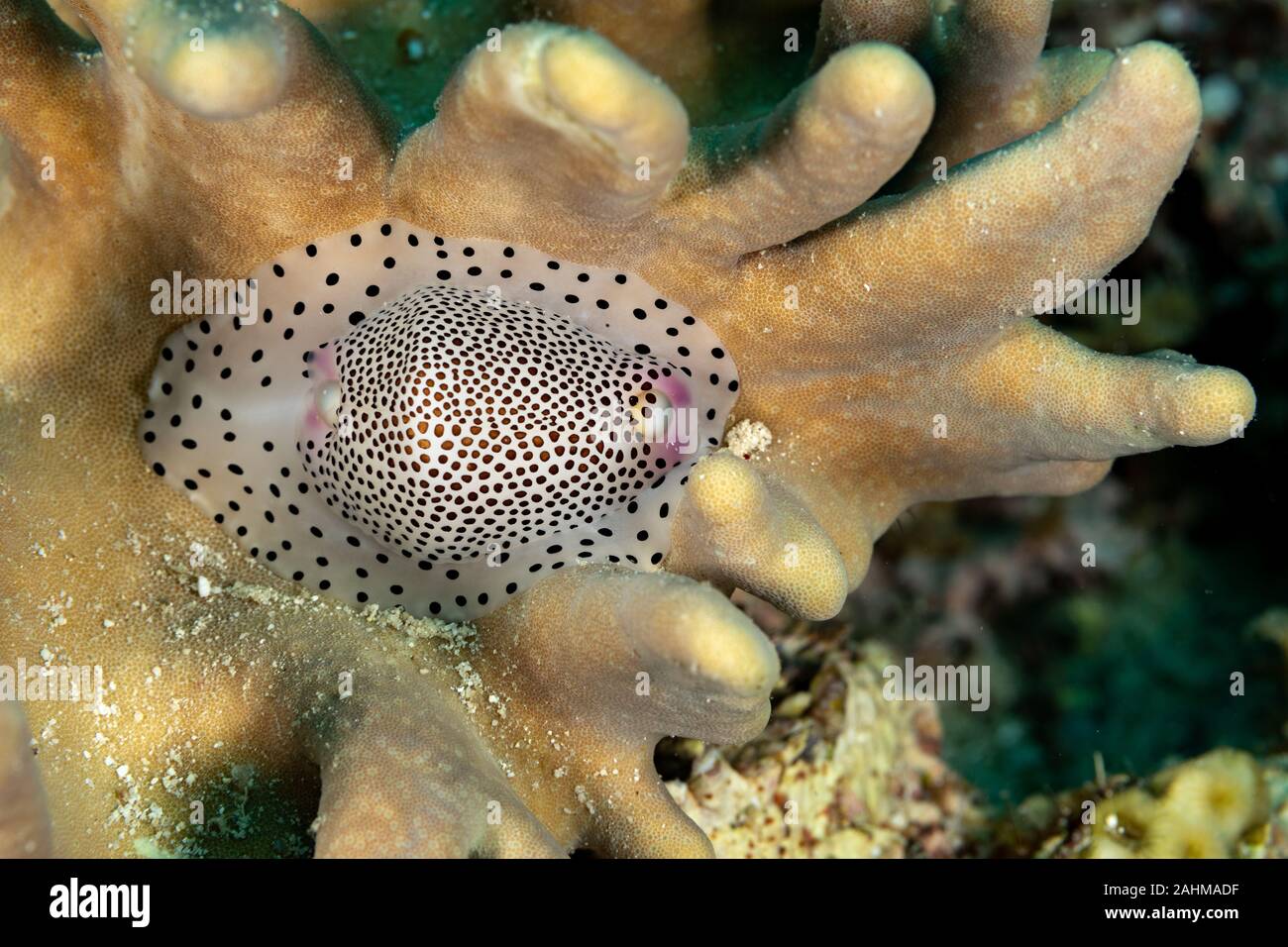 Warty cowrie hi-res stock photography and images - Alamy