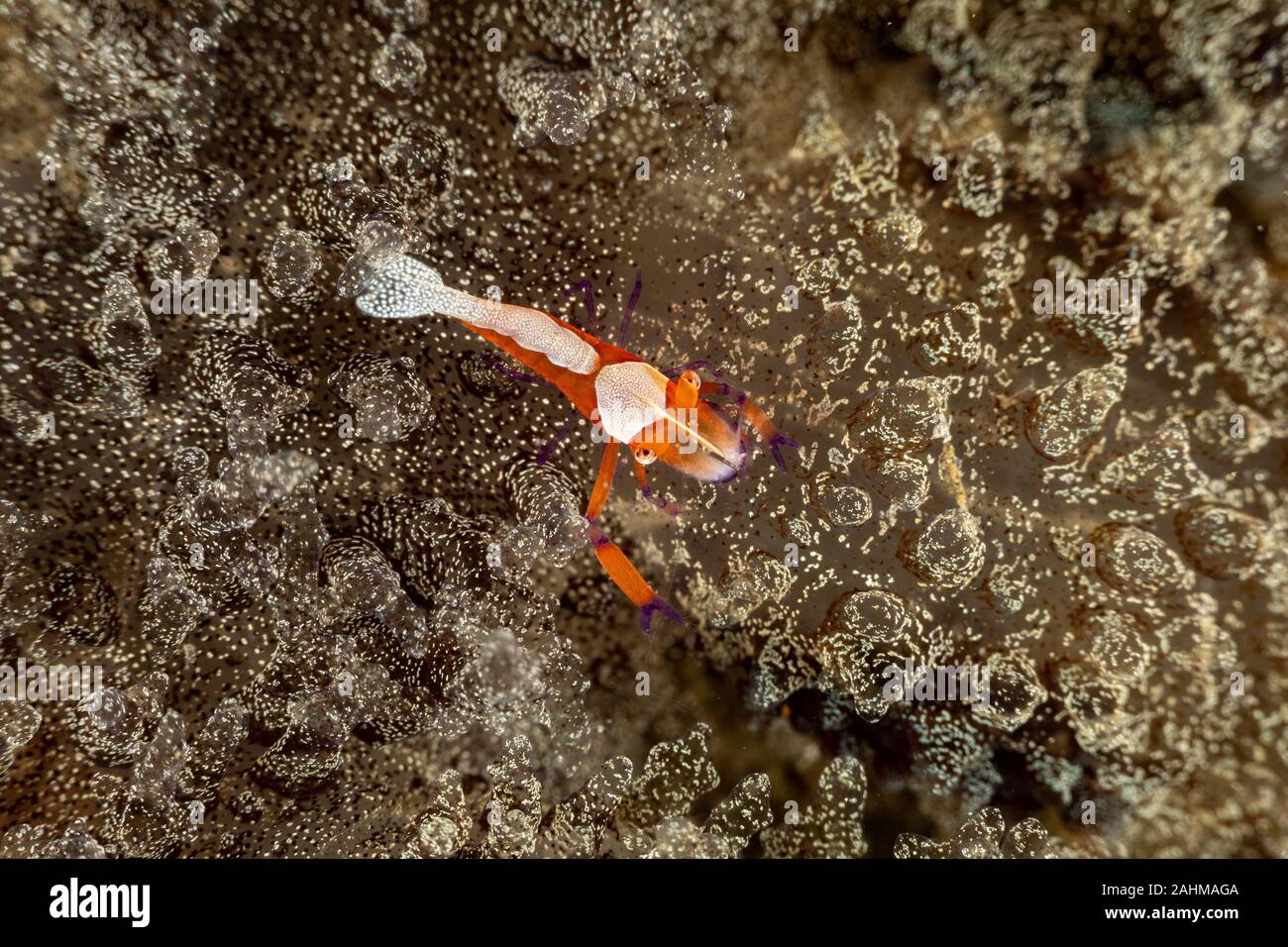 Emperor shrimp, Periclimenes imperator, is a organism of shrimp with a wide distribution across the Indo-Pacific Stock Photo