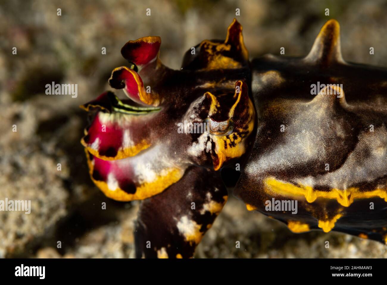Flamboyant Cuttlefish, Metasepia pfefferi, is a species of cuttlefish occurring in tropical Indo-Pacific waters off northern Australia, southern New G Stock Photo