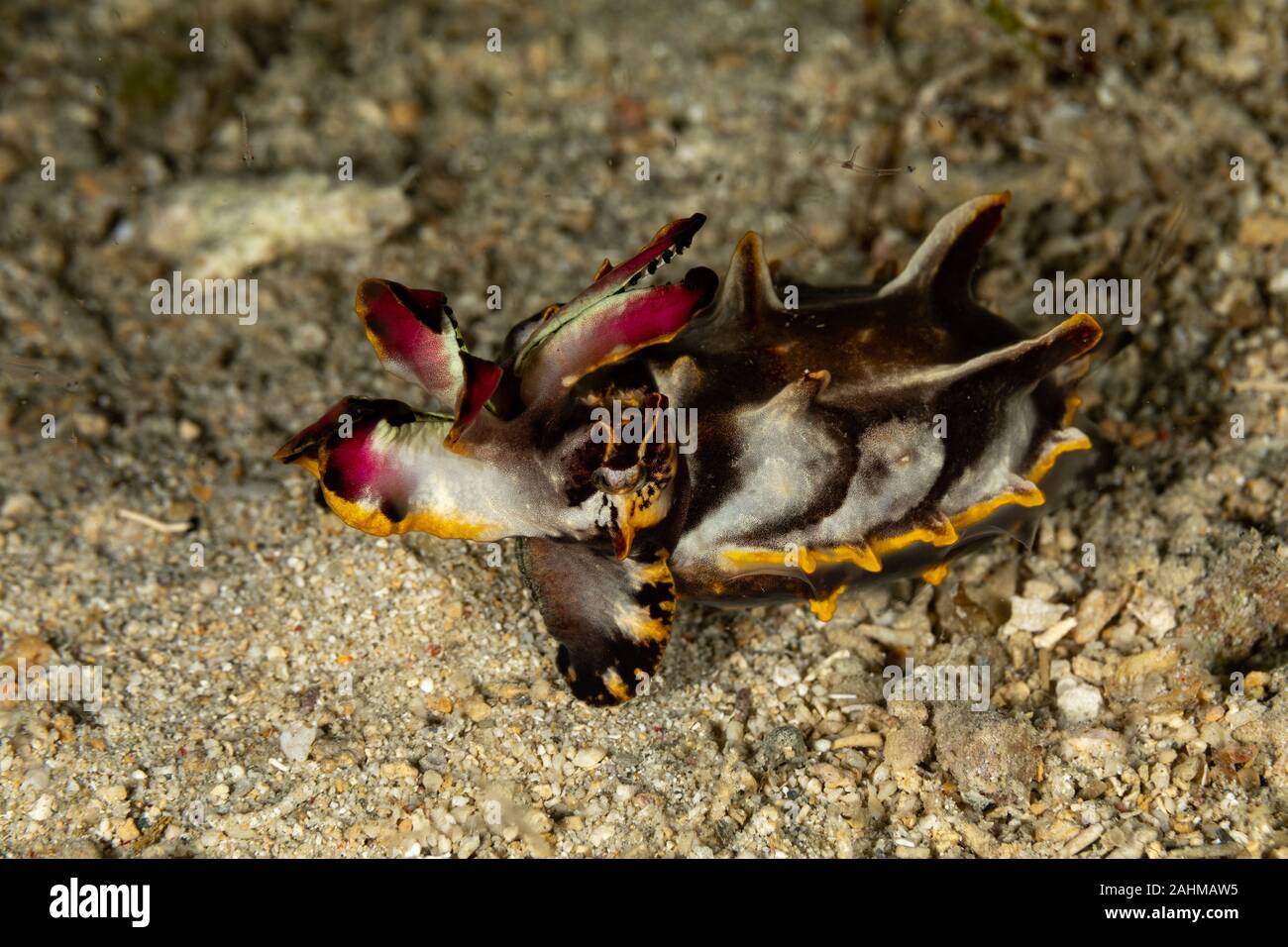 Flamboyant Cuttlefish, Metasepia pfefferi, is a species of cuttlefish ...