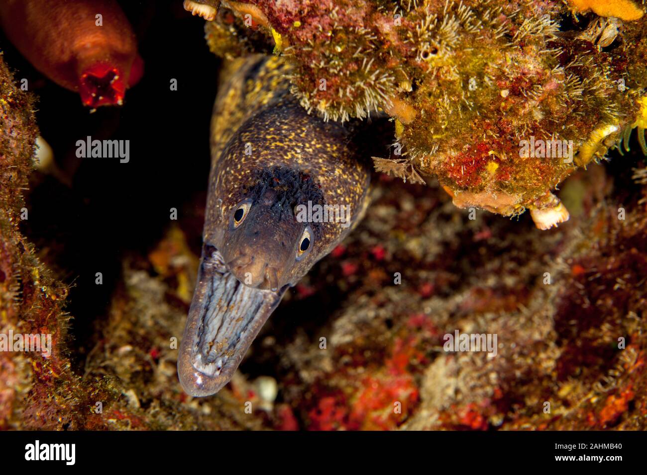 The Mediterranean moray sometimes also called Roman eel, Muraena helena