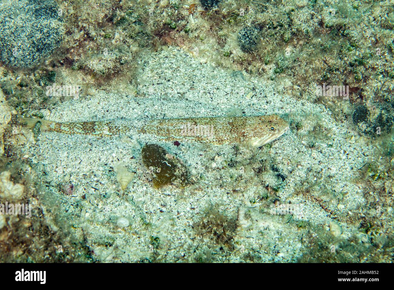 The Atlantic lizardfish, Synodus saurus, is a species of lizardfish that primarily lives in the Eastern Atlantic Stock Photo