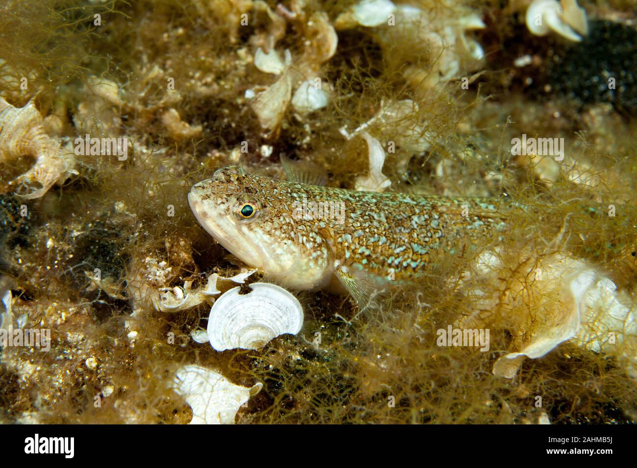 The Atlantic lizardfish, Synodus saurus, is a species of lizardfish that primarily lives in the Eastern Atlantic Stock Photo