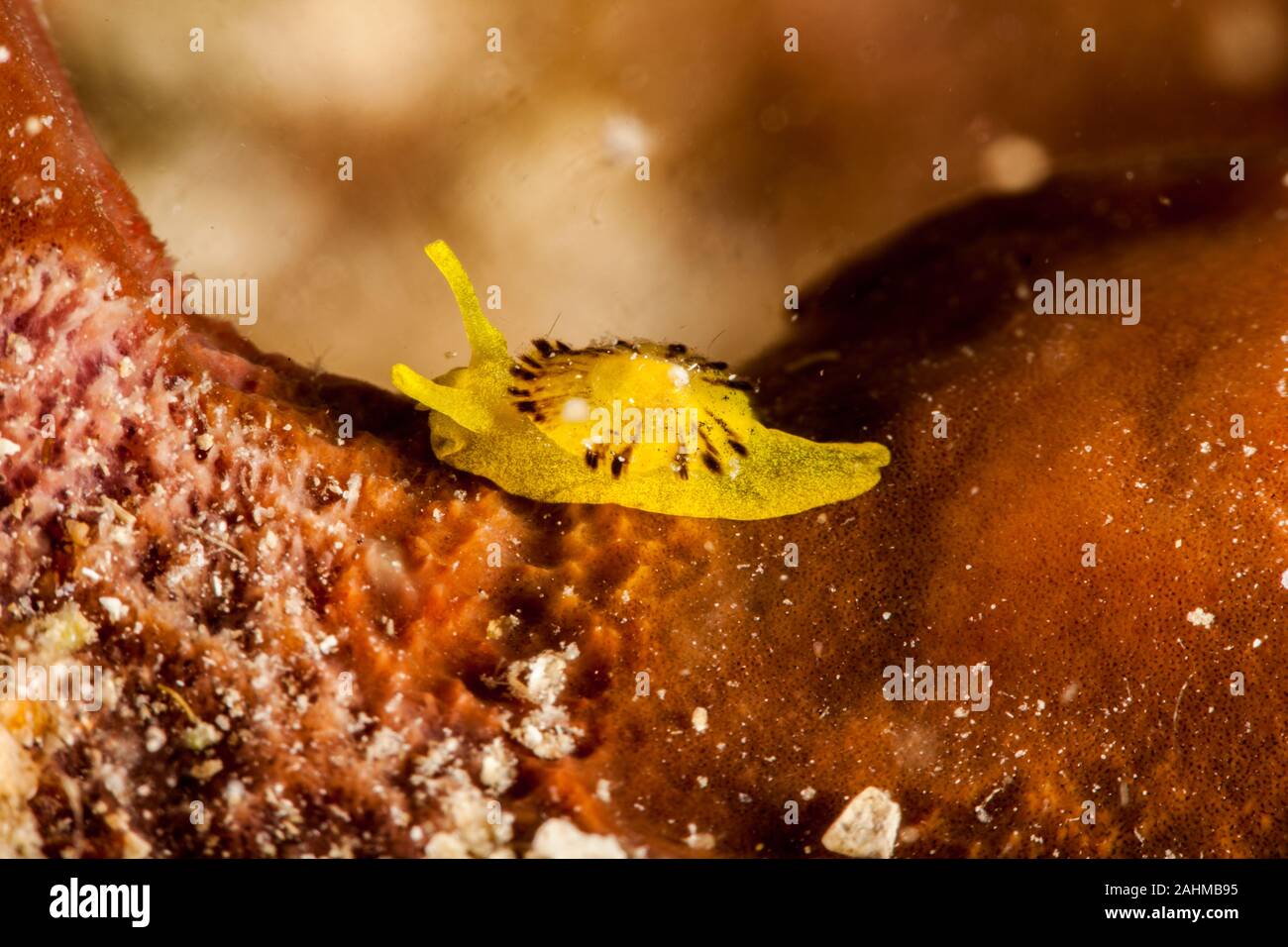 yellow umbrella slug, yellow tylodina, is a species of sea snail Tylodina perversa Stock Photo