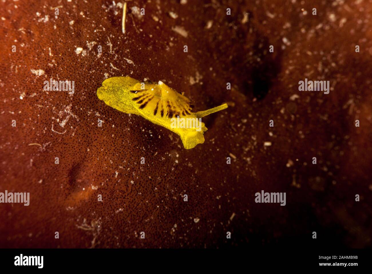 yellow umbrella slug, yellow tylodina, is a species of sea snail Tylodina perversa Stock Photo