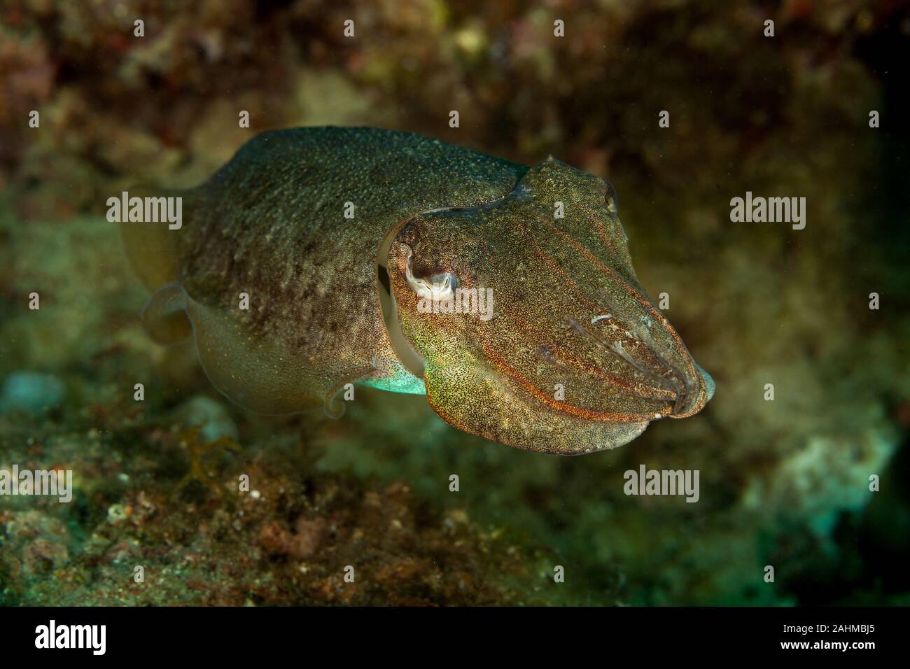 Common cuttlefish or European common cuttlefish, Sepia officinalis Stock Photo