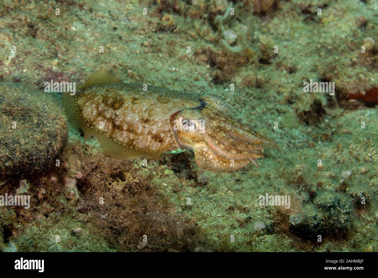 Common cuttlefish or European common cuttlefish, Sepia officinalis Stock Photo