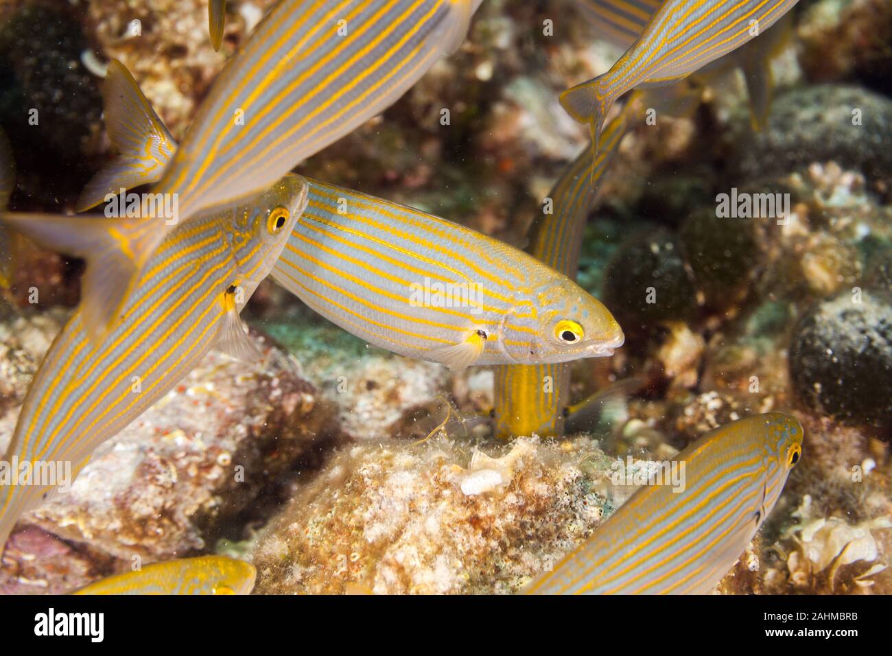 The dreamfish, salema, salema cow bream or goldline, Salema