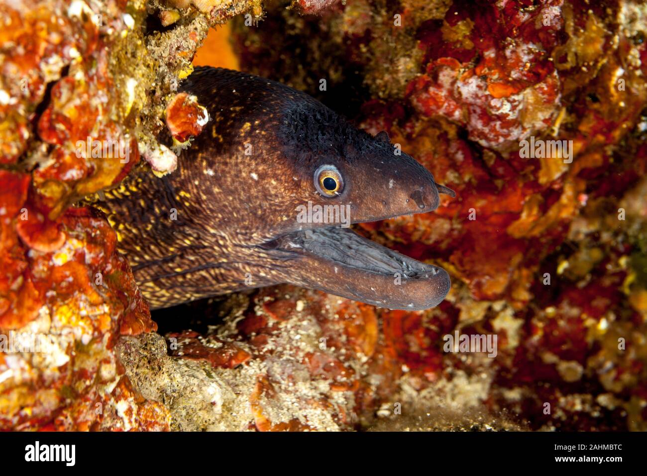 The Mediterranean moray sometimes also called Roman eel, Muraena helena